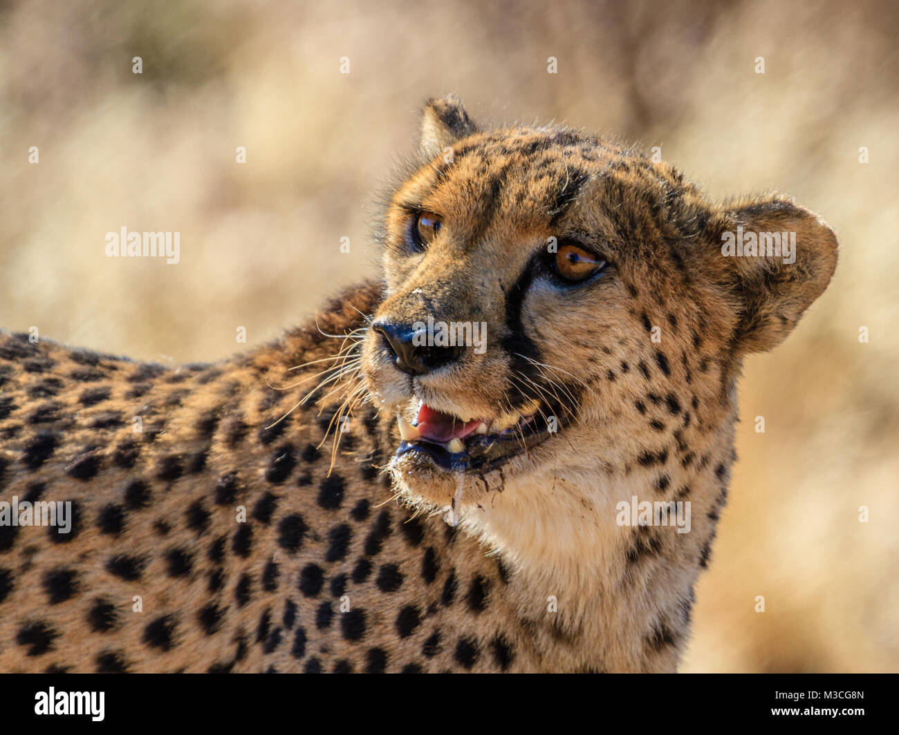 Gepard in Erindi Private Game Reserve, Namibia, Afrika. Kopf schoss. Stockfoto