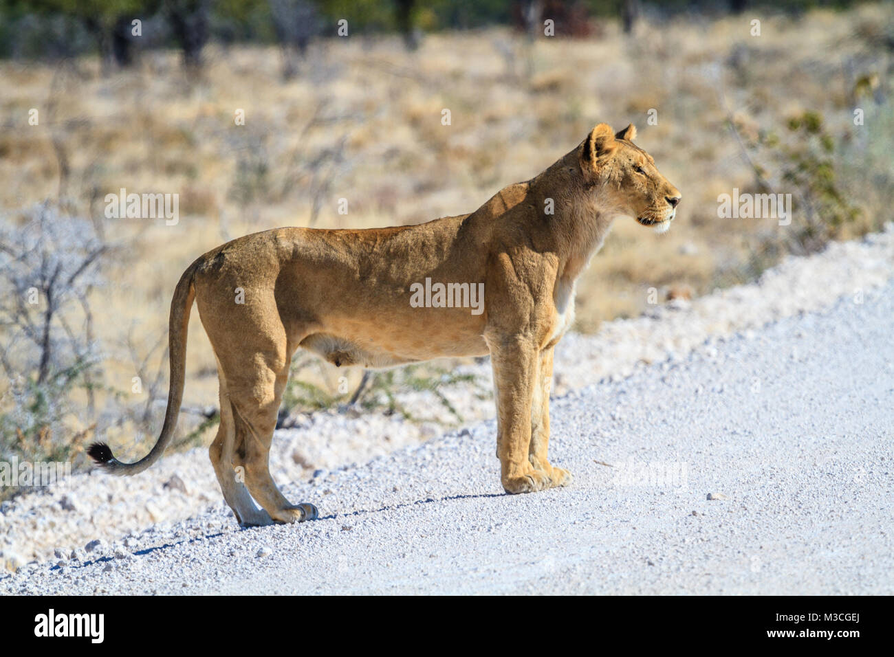 Nach Löwin Überqueren einer Straße im Etosha National Park, Namibia, Afrika Stockfoto