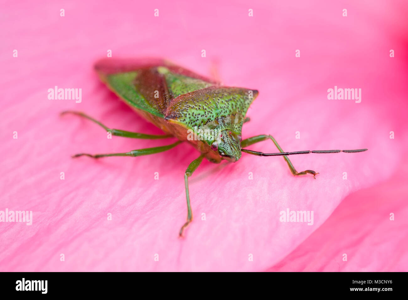 Weißdorn Shieldbug auf Hibiskus Blume Blütenblatt - Acanthosoma haemorrhoidale Stockfoto