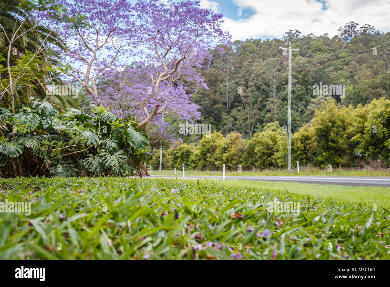 Blühenden Jacaranda und gefallenen Blumen auf dem Gras, Queensland, Australien Stockfoto