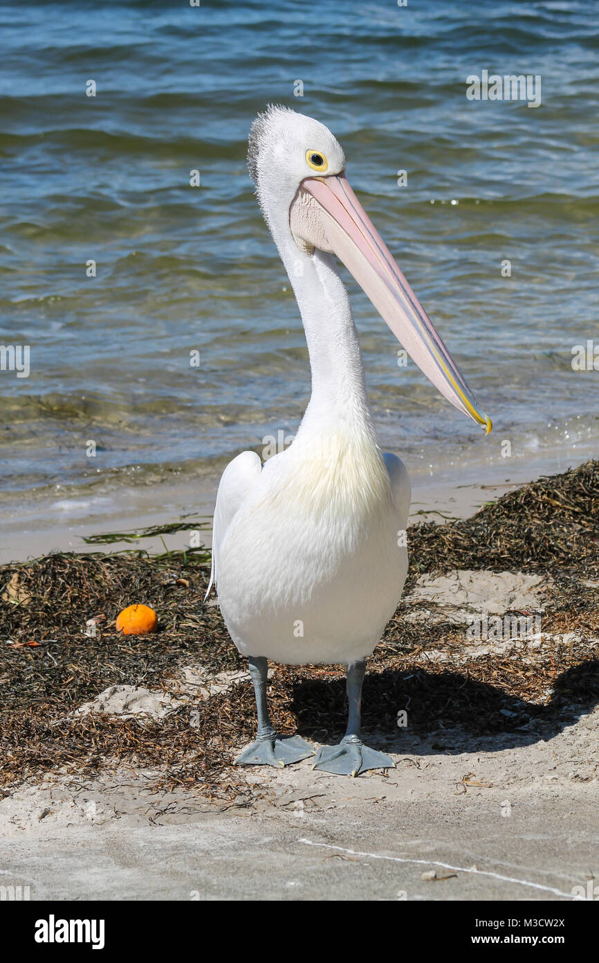 Australian pelican am Strand, Pelican Waters, Queensland, Australien Stockfoto