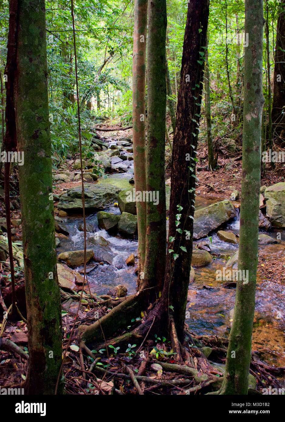 Regenwald Stream einer MINERALQUELLE fotografiert durch Bäume mit Licht, durch die er Bäume im Hintergrund Stockfoto