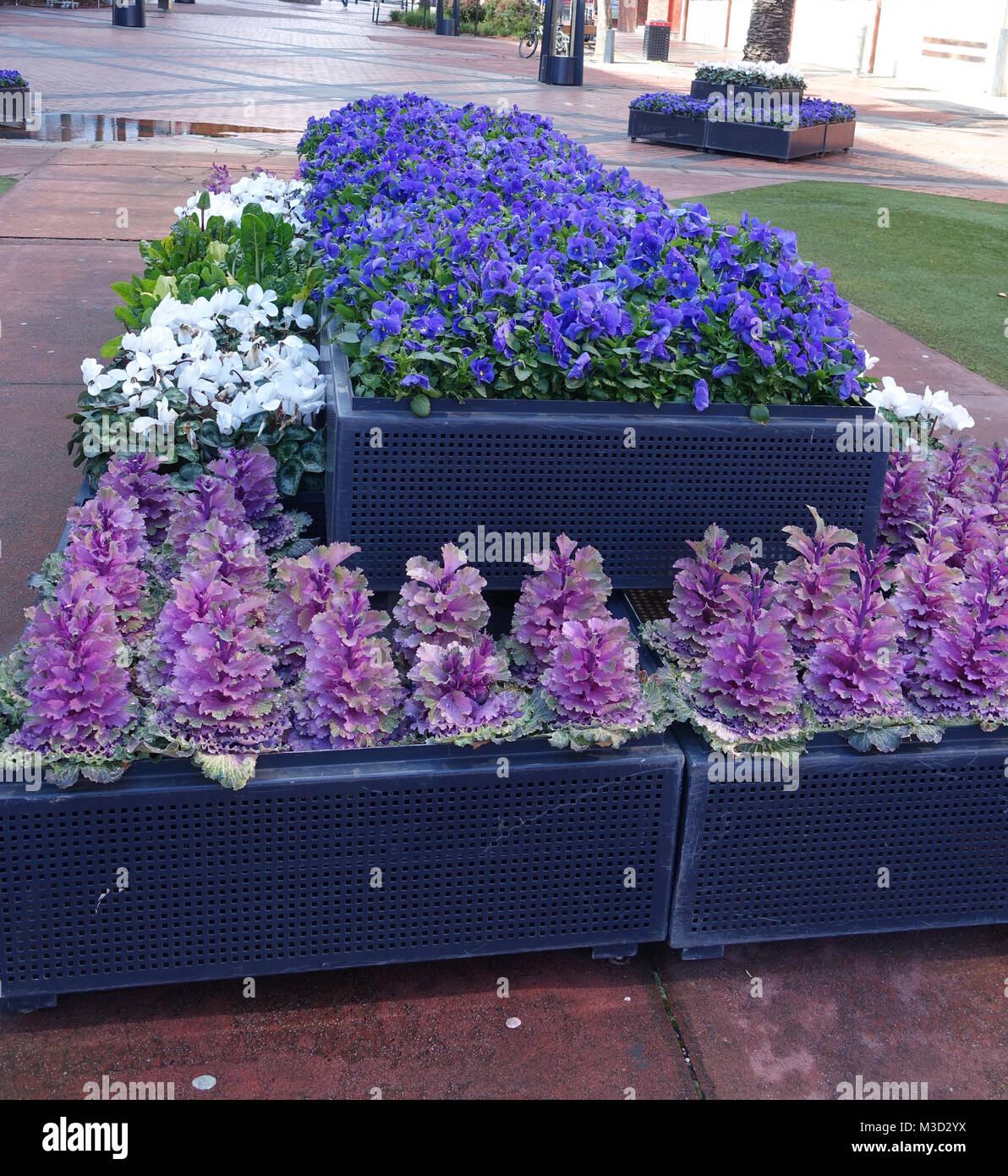 Stiefmütterchen und Kale Blumen auf Anzeige als Garten Attraktion in Dandenong Australien Stockfoto