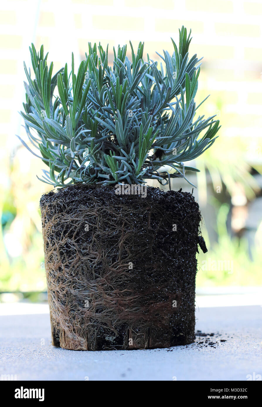 Junge Lavandula angustifolia oder als englischer Lavendel mit Wurzeln bekannte ausgesetzt Stockfoto