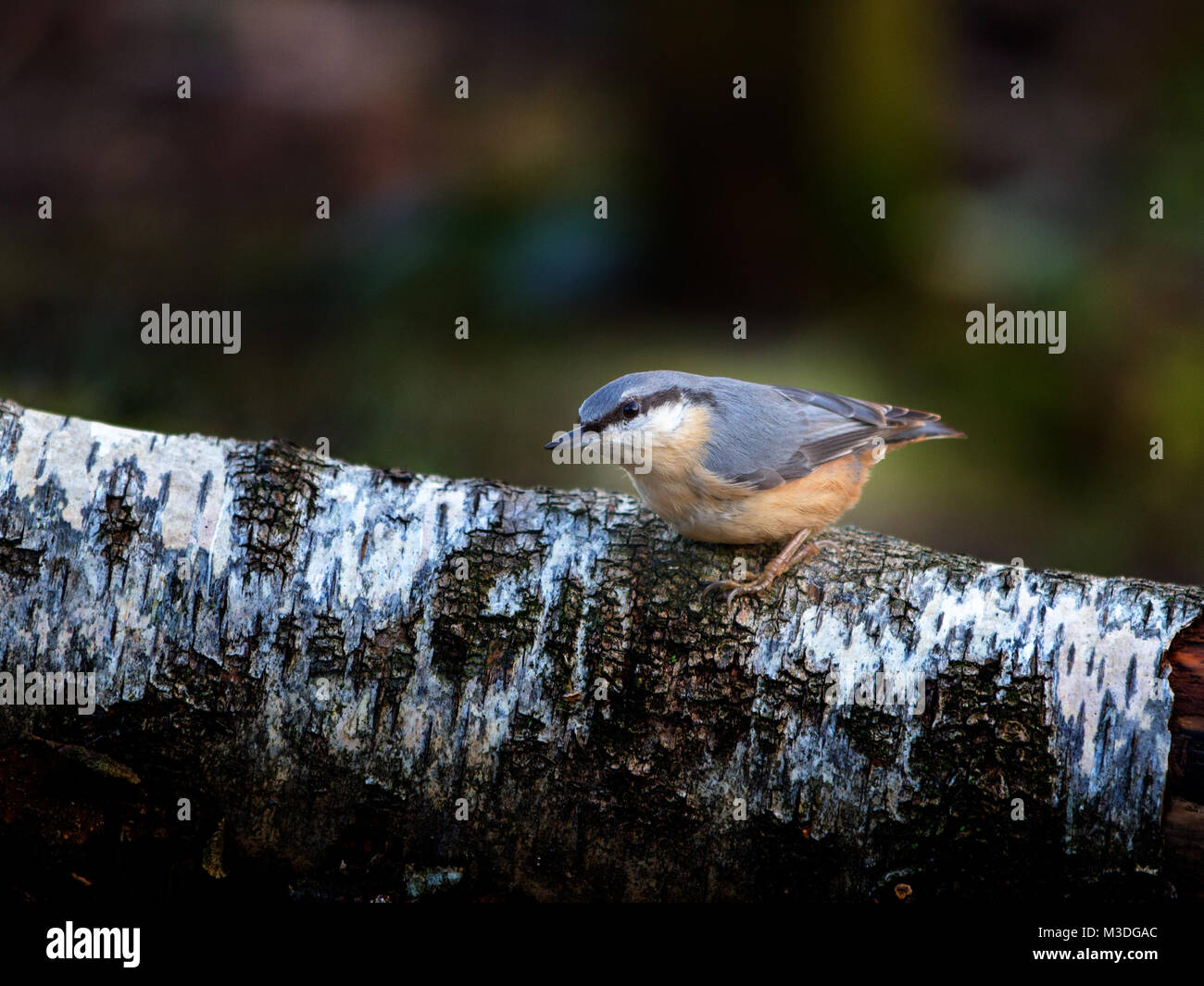 Eurasischen Kleiber (Sitta europaea) auf einem Baumstamm. Stockfoto