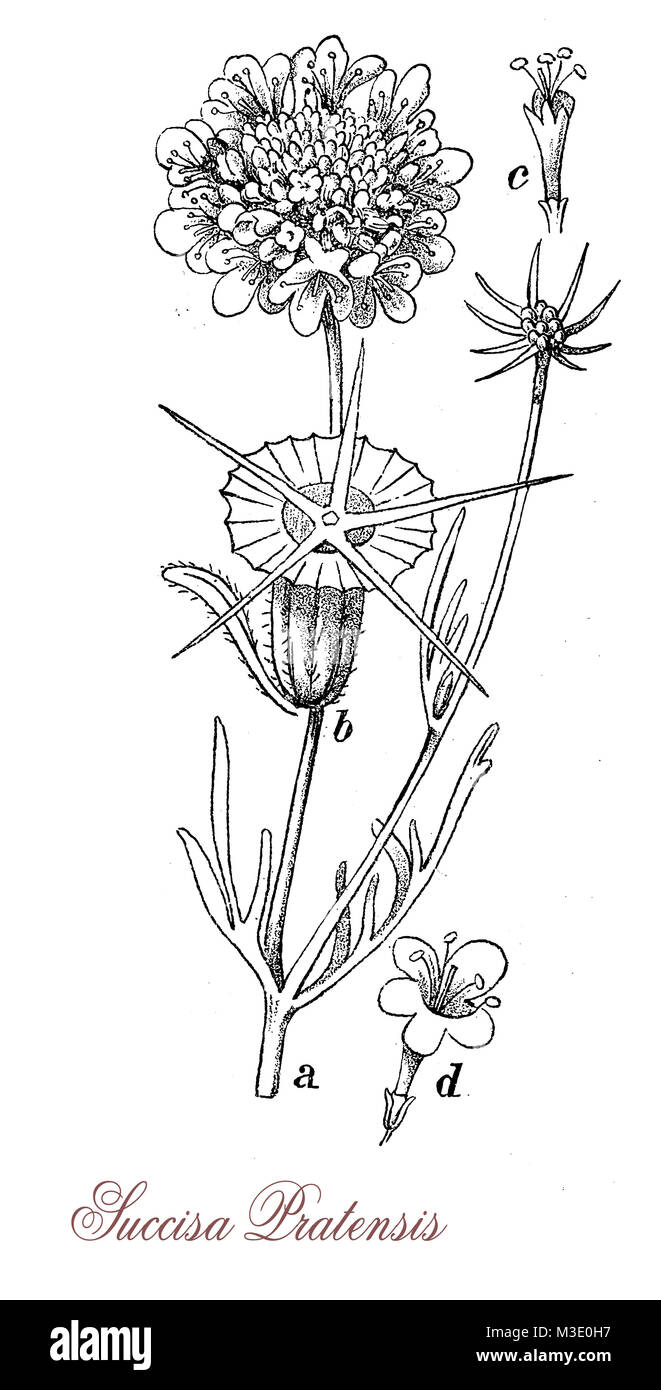 Vintage Gravur von succisa pratensis, spontane blühende Pflanze mit blauen oder violetten Blüten, die in der Volksmedizin gegen Krätze verwendet Stockfoto
