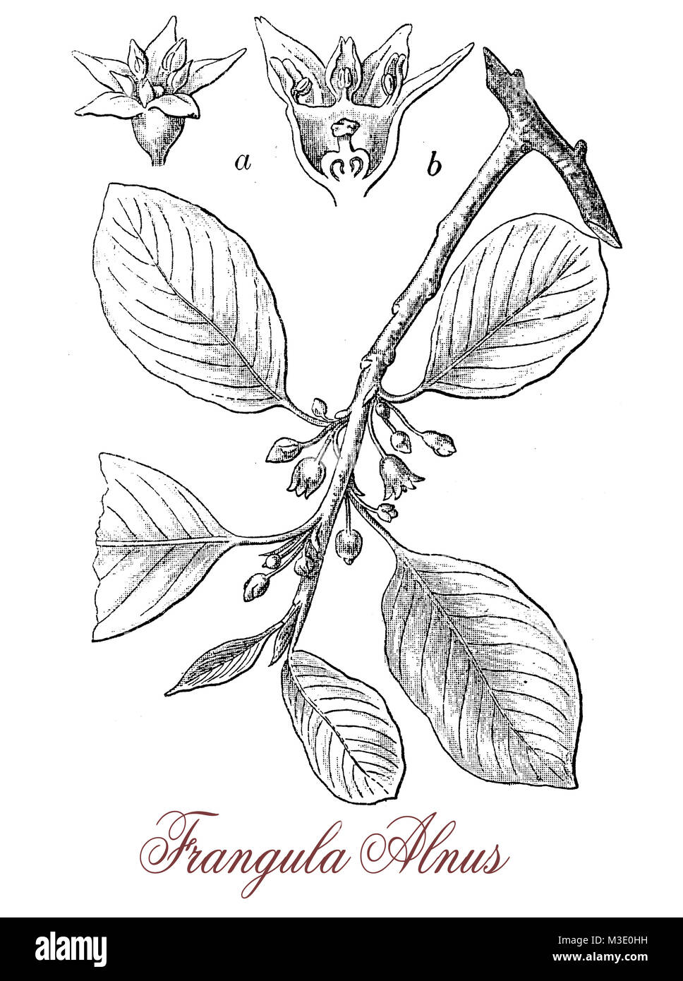 Vintage Gravur von frangula Alnus oder Faulbaum, stacheligen Strauch mit kleinen Blumen und roten Beeren im Herbst reifenden mit violett-rote Farbe. Stockfoto
