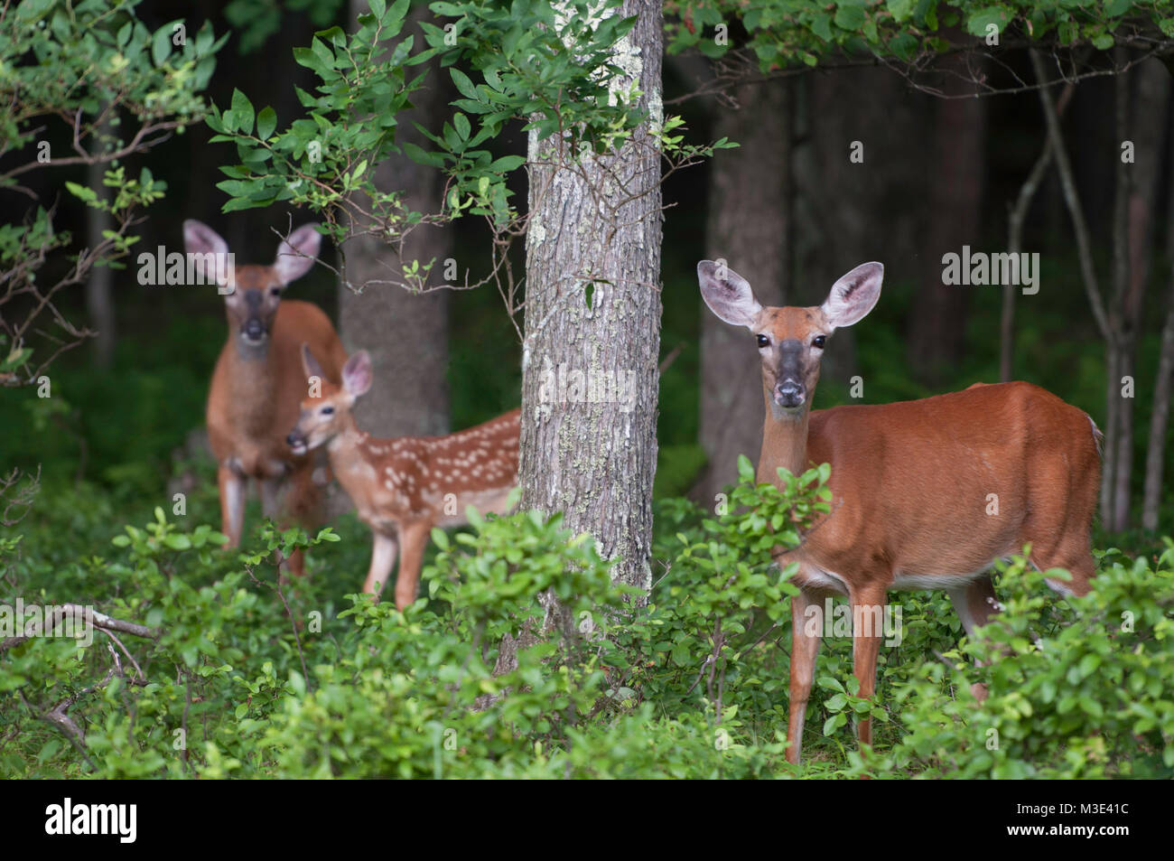 Zwei Whitetail Doe Deer mit einem Baby Fawn Stockfoto