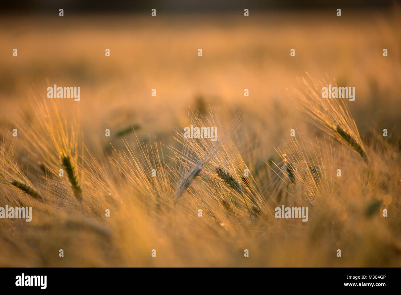 Roggen Aussaat, land Pflug Stockfoto