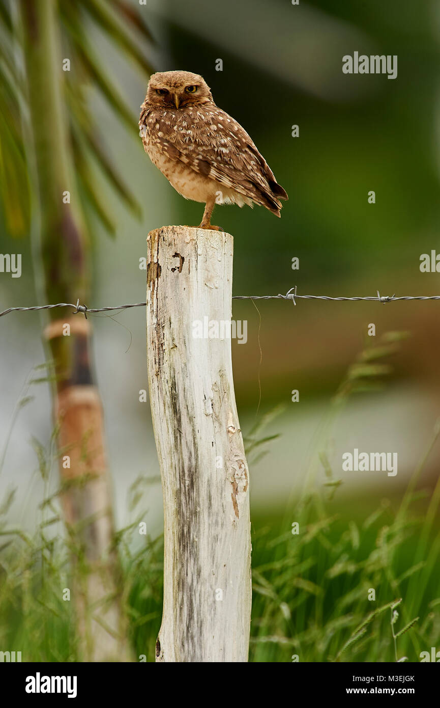 Grabende Eule (Athene cunicularia) thront auf einem Zaunpfosten, Sucandi, Suzano, Sao Paulo, Brasilien Stockfoto