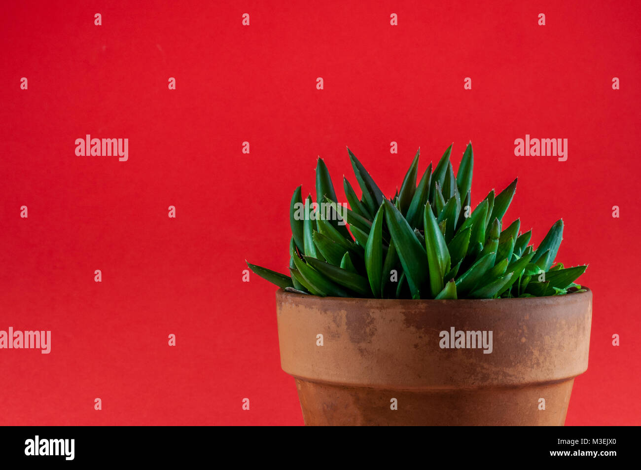 Nahaufnahme des kleinen fetten Anlage auf farbigem Hintergrund im Blumentopf mit Kopie Raum Stockfoto