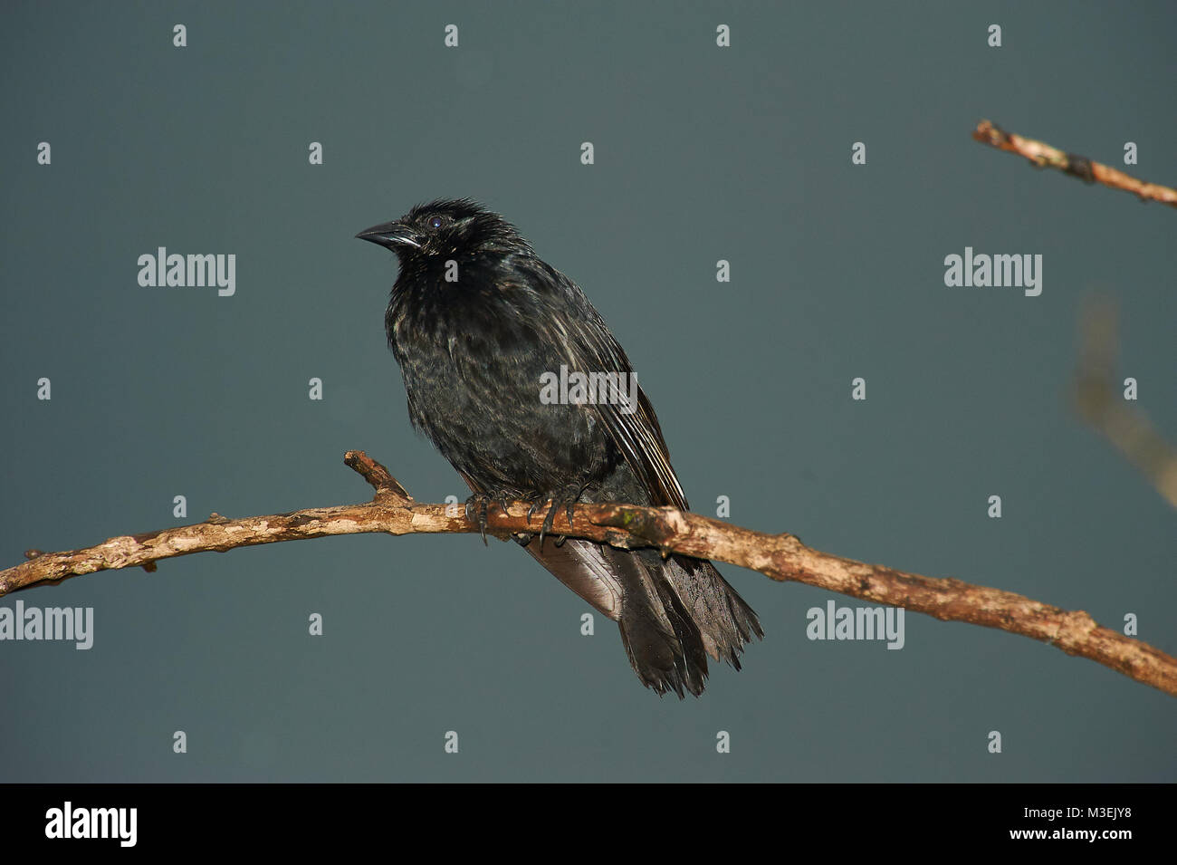 Chopi Blackbird (Gnorimopsar chopi) auf einem Baum gehockt, Araras Ecolodge, Mato Grosso, Brasilien Stockfoto