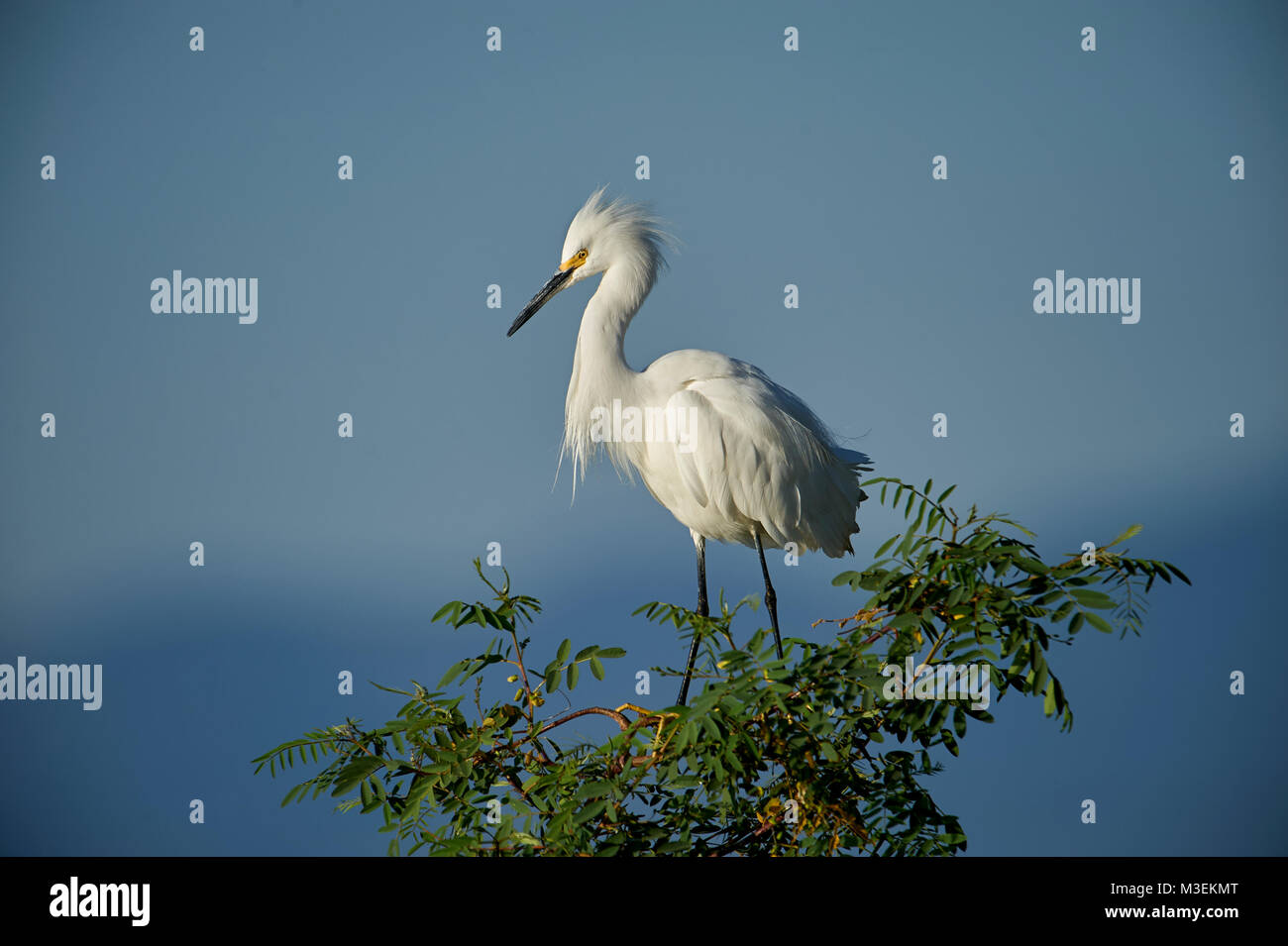 Snowy Egret (Egretta thula) im Baum, Ajijic thront, der Lago de Chapala, Jalisco, Mexiko Stockfoto