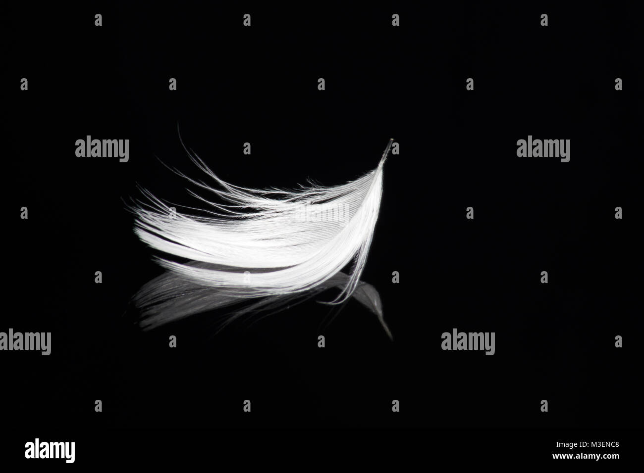 Weiße Feder auf schwarzen Hintergrund mit Reflexion - Frieden, Harmonie, Delikatesse, Ruhe, Engel, Glauben, Gelassenheit, Geist, Schwerelosigkeit Stockfoto