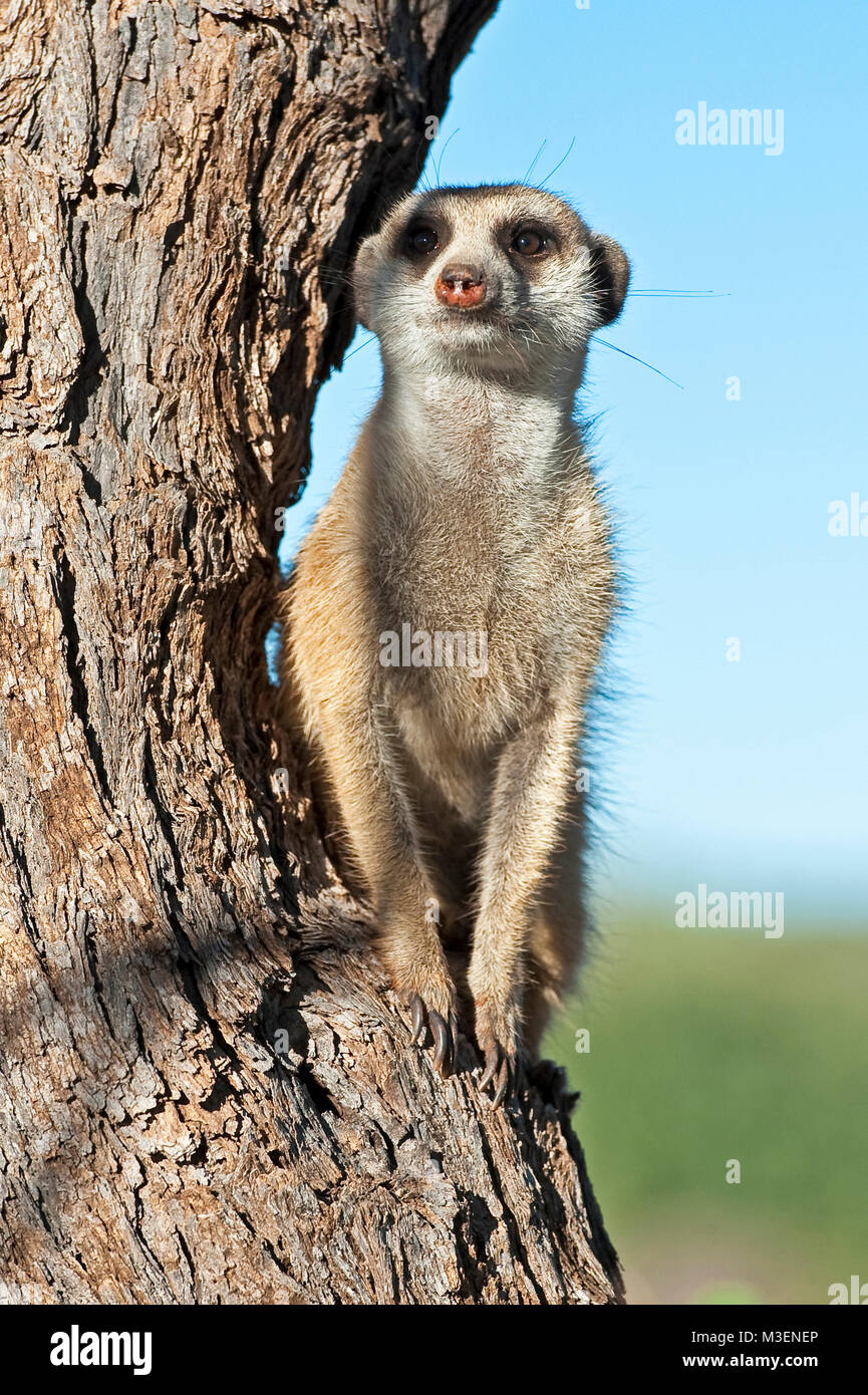 Erdmännchen auf Wache in einem Baum. Stockfoto