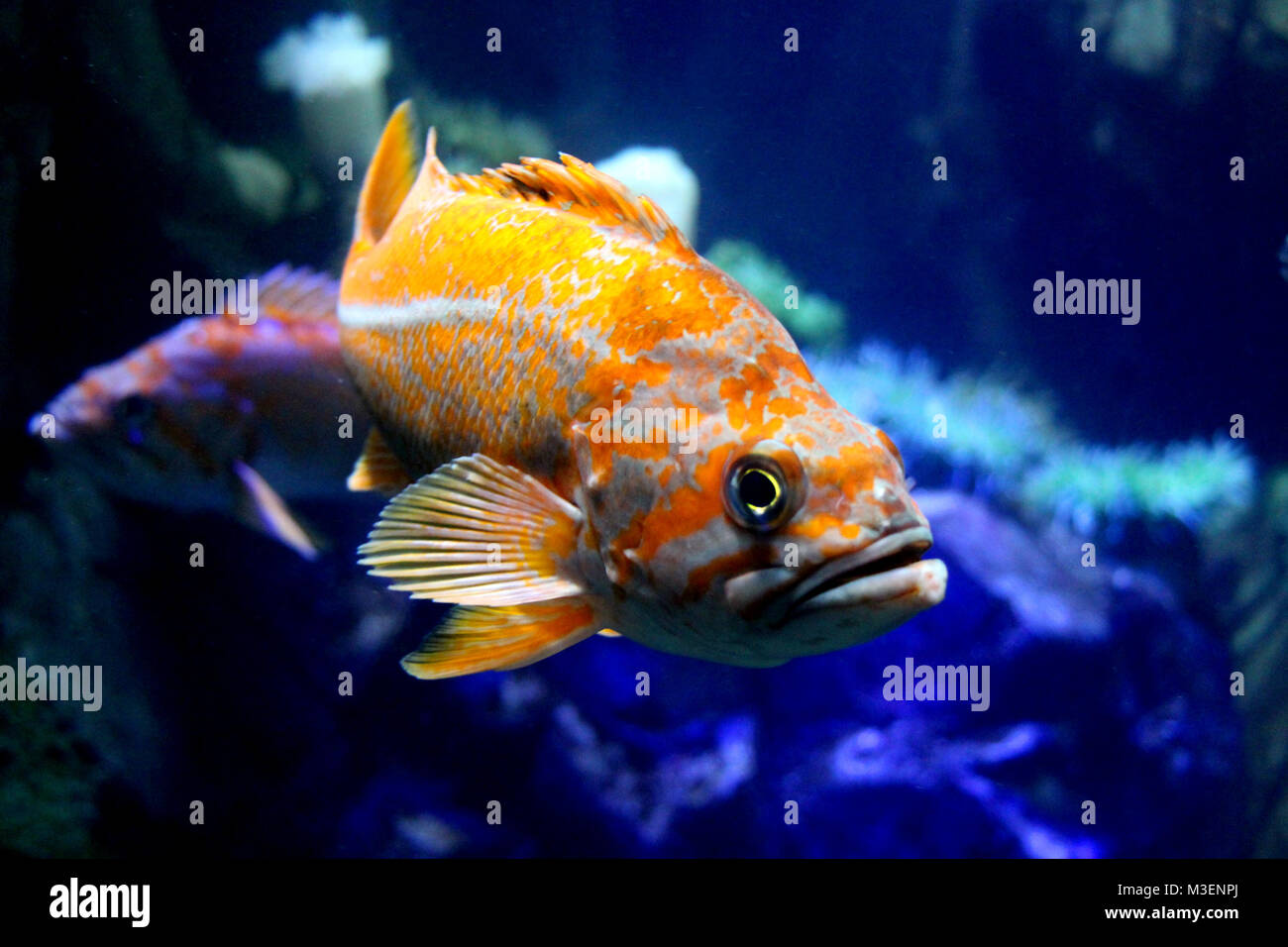 Orange schöne Fische im Aquarium Tank Stockfoto