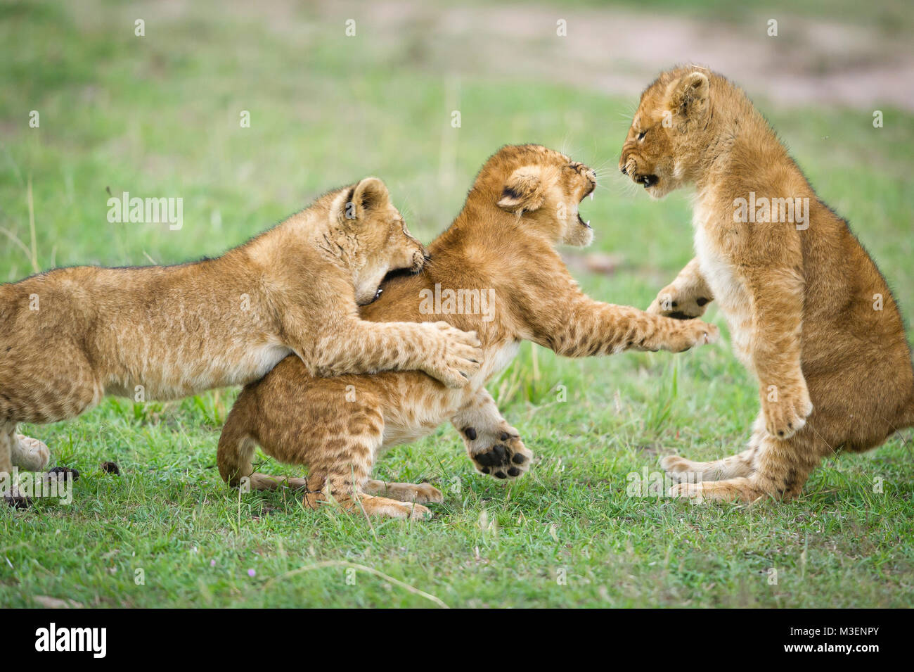 Lion Cubs in der Masai Mara NR, Kenia spielen. Spielen ist ein wichtiger Teil ihrer Entwicklung und terahes ihnen Fertigkeiten im späteren Leben wh Stockfoto