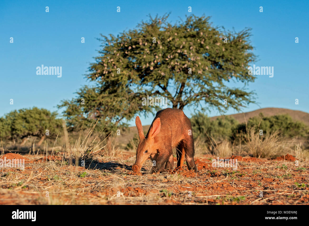 Die nahrungssuche Aardvark Stockfoto