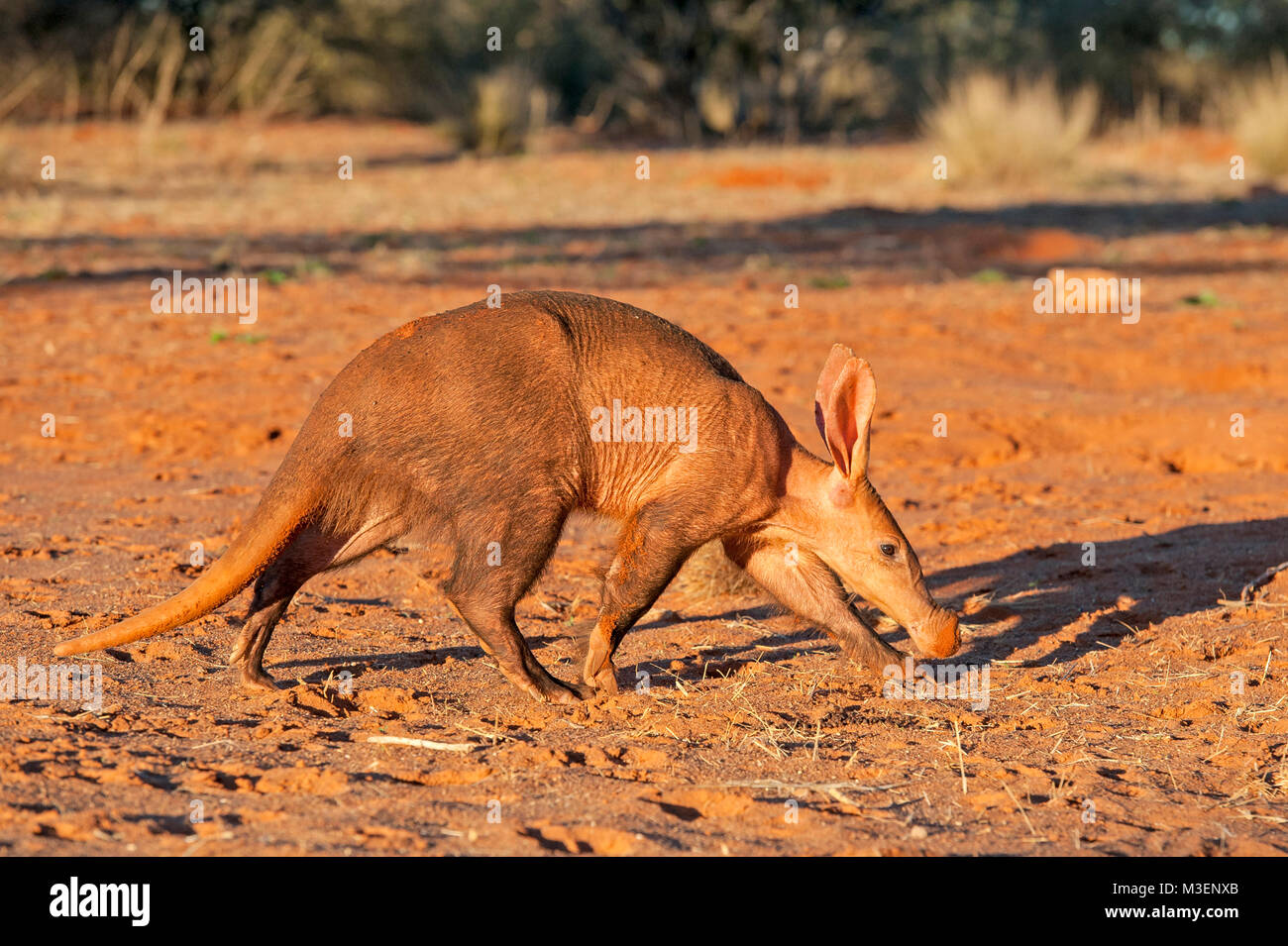 Aardvark unterwegs Stockfoto