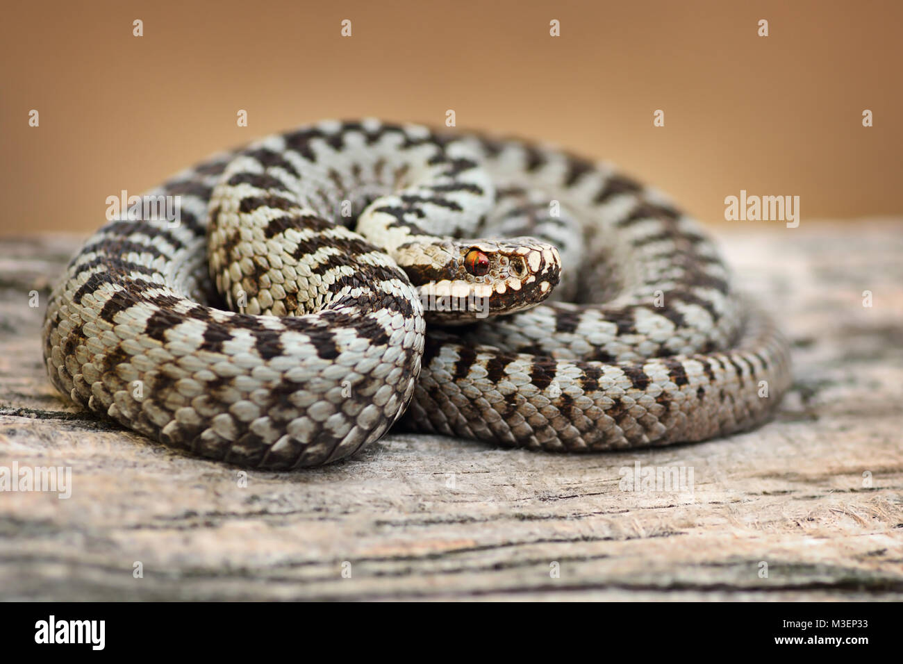 Schönen gemeinsamen europäischen Viper männlichen auf basking Holzbrett (Vipera berus) Stockfoto