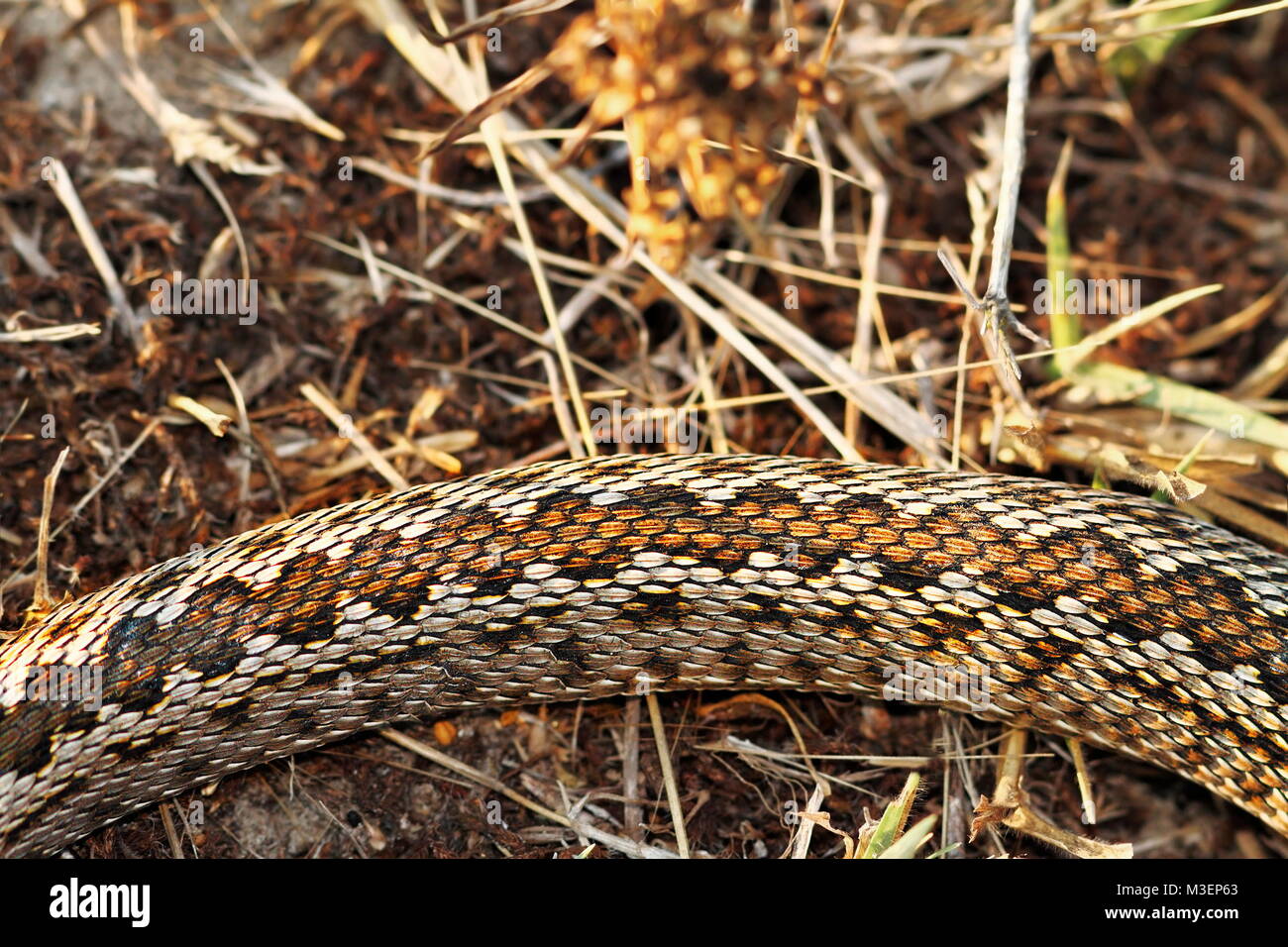 Muster der moldawischen meadow Viper, ein snakee aufgeführten kritisch in der Roten Liste der IUCN stark gefährdet (Vipera ursinii moldavica) Stockfoto