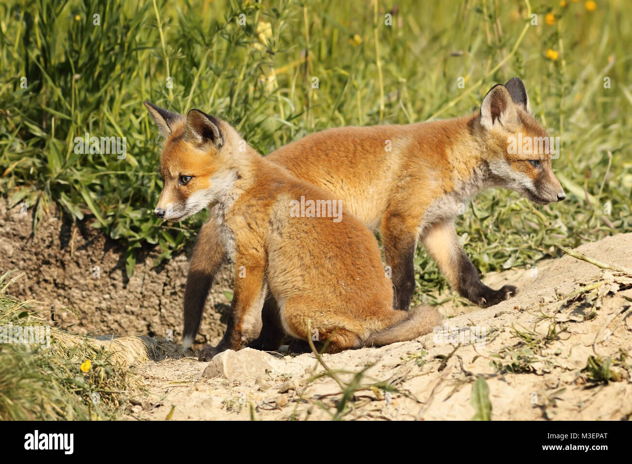 Zwei eurasischen Red Fox Cubs in natürlichen Lebensraum (Vulpes) Stockfoto