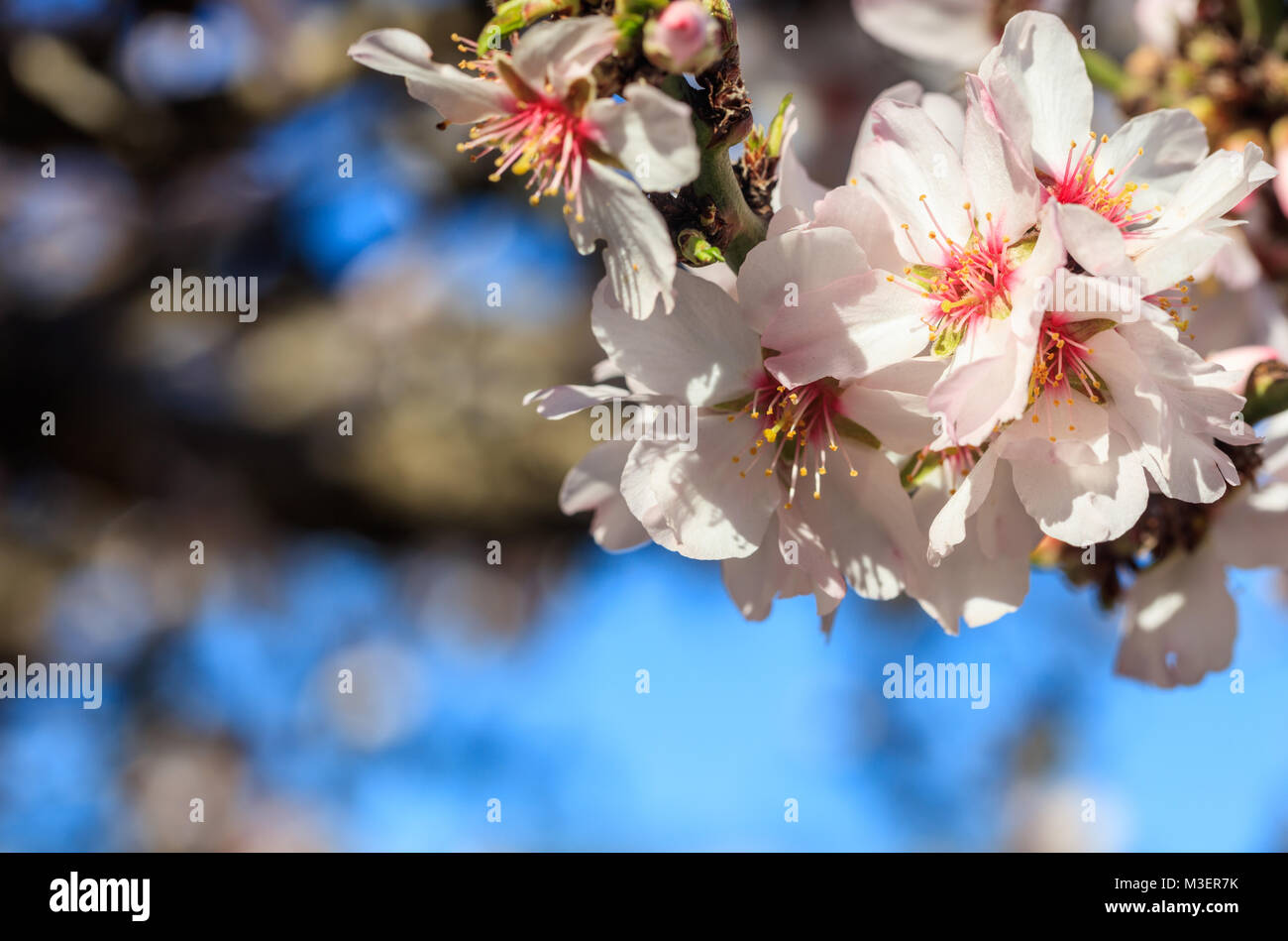 Fruhjahr Bluhen Mandel Oder Kirschbaum Bluht Auf Und Blauer