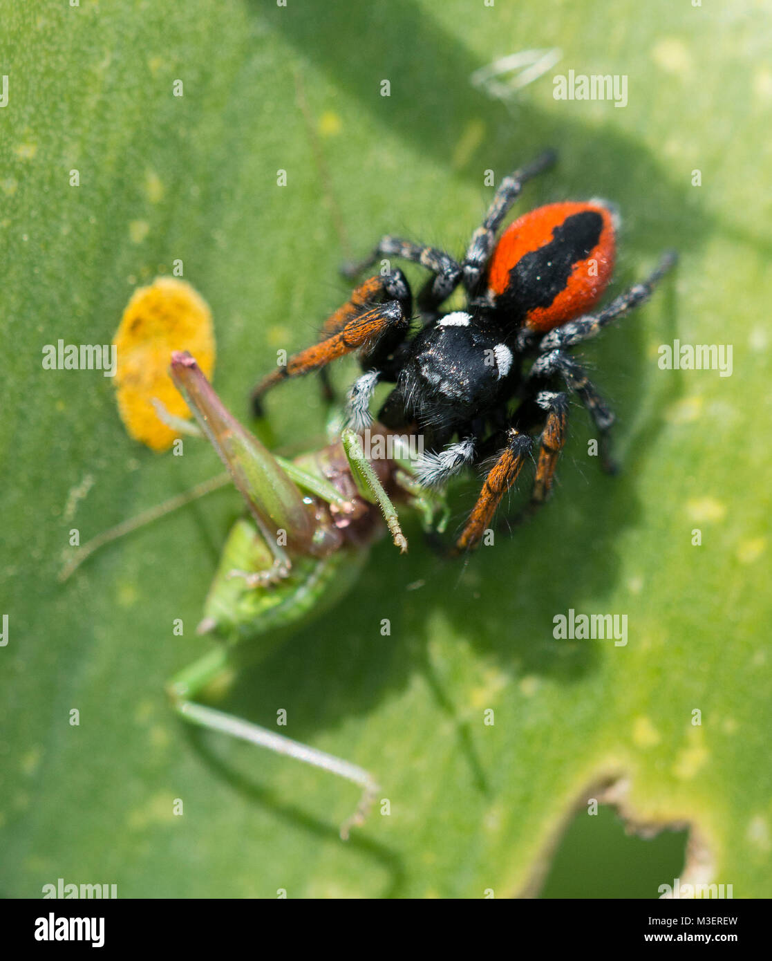 Mediterrane schöne Jumping Spider (Philaeus chrysops) der Verzehr eines grünen Cricket auf der griechischen Insel Kalymnos. Stockfoto