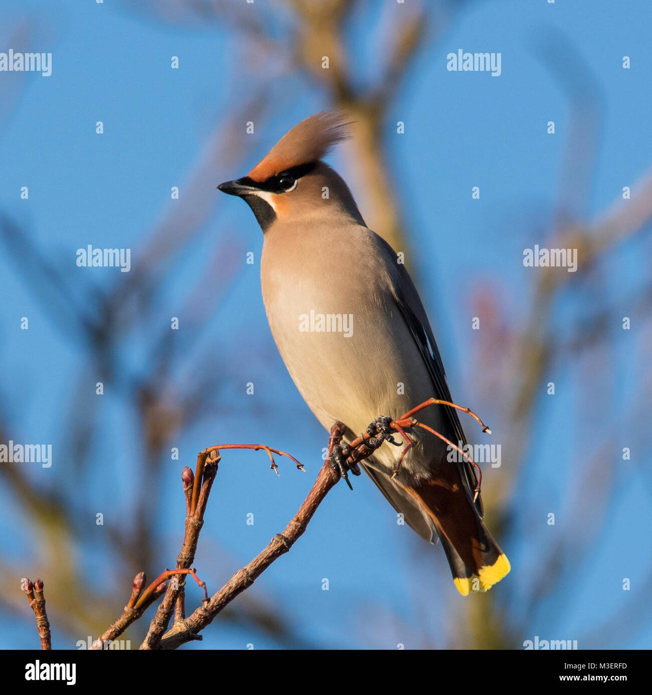 Waxwing oder Bohemian Waxwing Bombycilla (GESCHWÄTZIGE) auf Rowan Berry Baum im Winter Sonne in South Yorkshire UK. Stockfoto