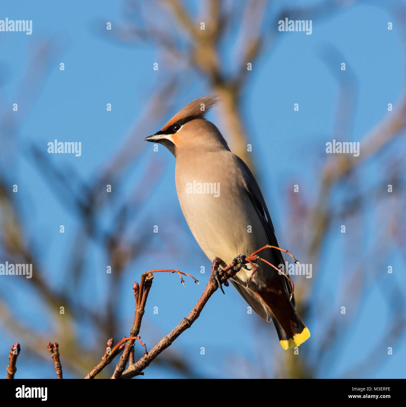 Waxwing oder Bohemian Waxwing Bombycilla (GESCHWÄTZIGE) auf Rowan Berry Baum im Winter Sonne in South Yorkshire UK. Stockfoto