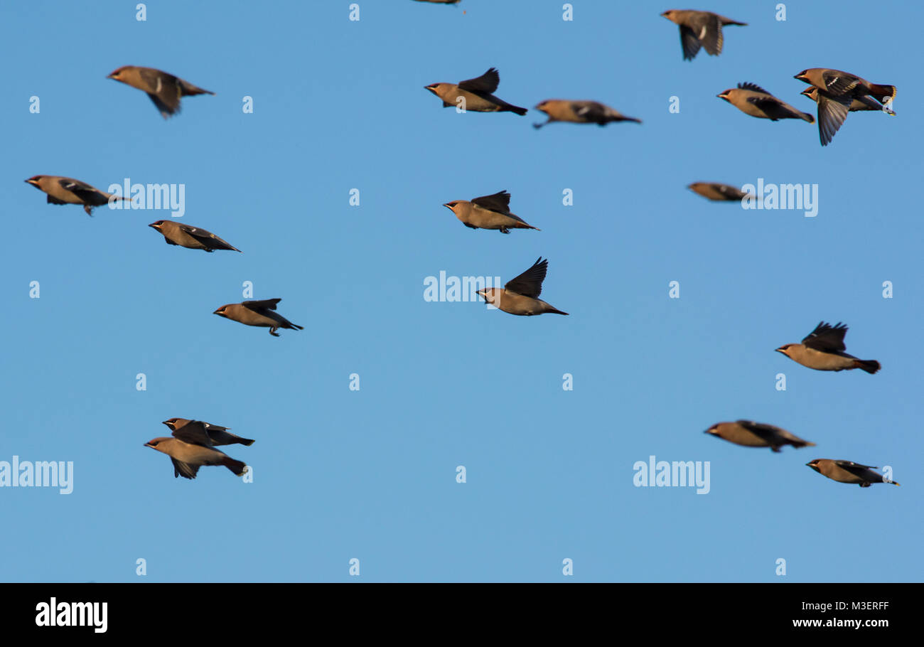 Große Herde von Waxwings oder Böhmischen Waxwings (Bombycilla geschwätzige) im Flug im Winter Sonne in South Yorkshire UK. Stockfoto