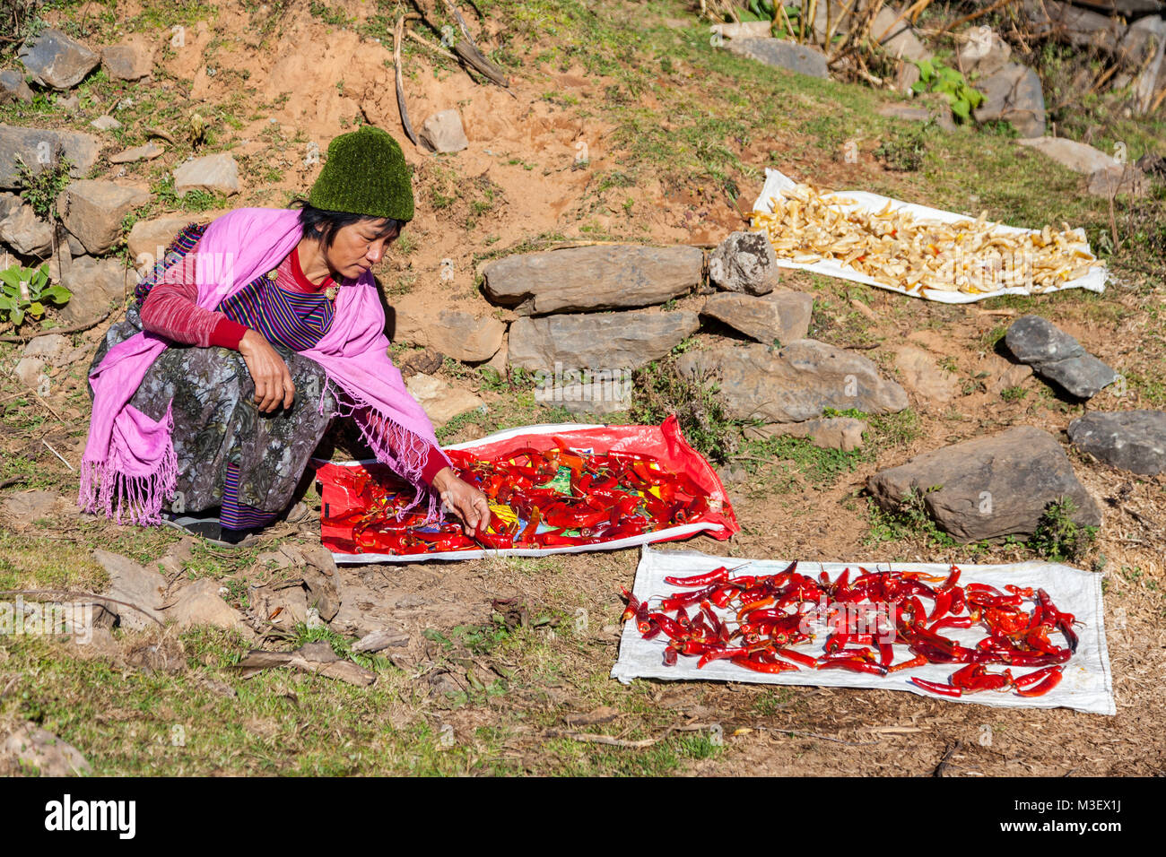 Phobjikha, Bhutan. Frau Verbreitung Chili Peppers zu trocknen. Stockfoto