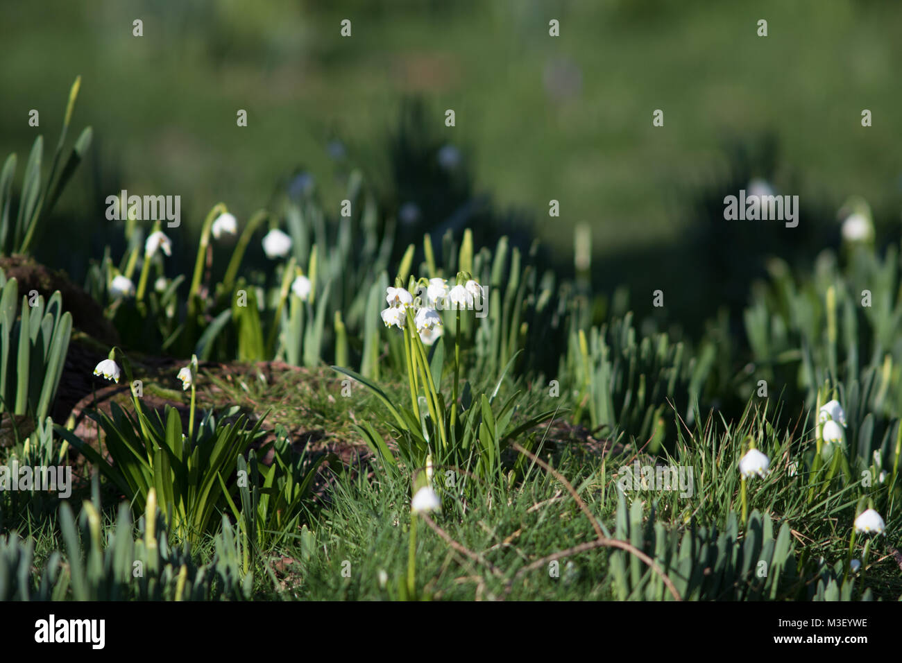 In der Nähe von wunderschönen Krokusse sprießen, die ersten Anzeichen von Frühling Jahreszeit an Nymans Gardens in West Sussex UK Stockfoto