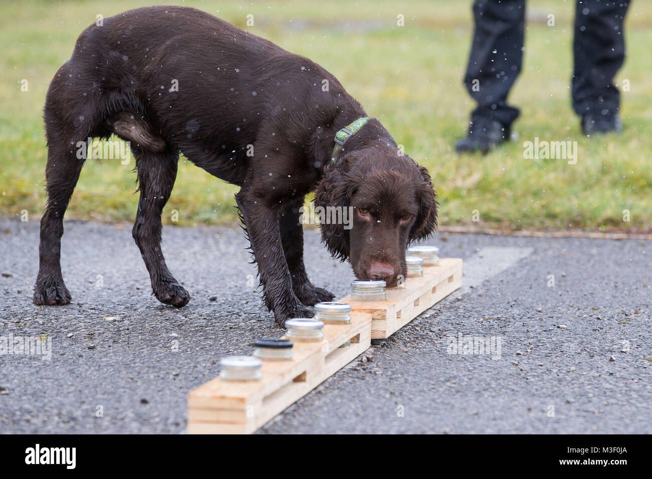 Snipe der Hund schnüffelt verschiedene Gläser mit Wasser gefüllt, in Potsdam, wo er die Ausbildung ist unterirdisches Wasser Leckagen durch Chlor riechenden Spuren zu erkennen. Stockfoto