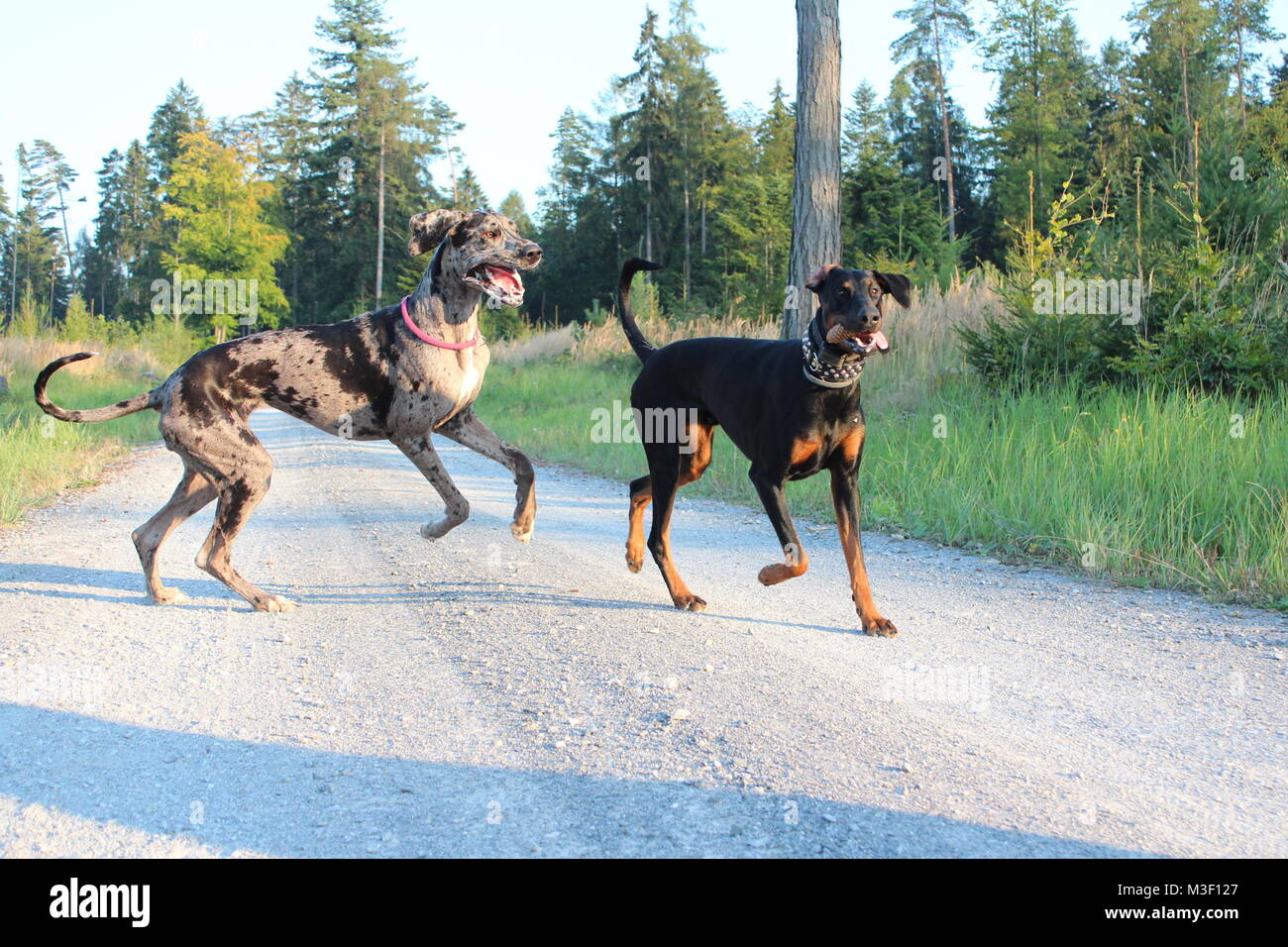 Great Dane Dog Jumping Stockfotos Und Bilder Kaufen Alamy