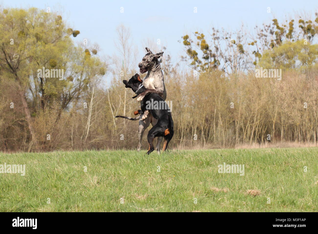 Zwei Hunde Dobermann Und Dogge Spielen Stockfotografie Alamy
