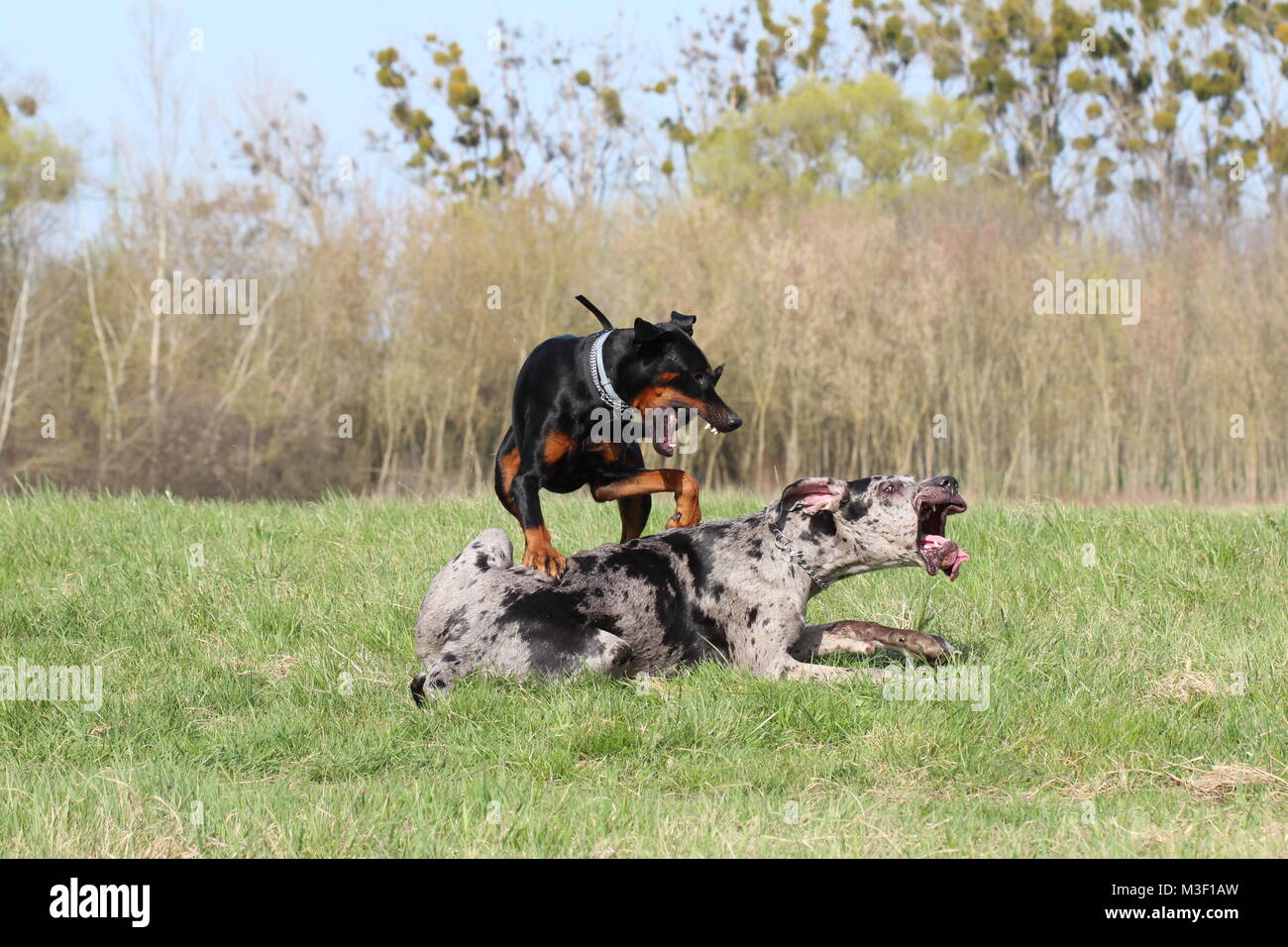 Zwei Hunde Dobermann Und Dogge Spielen Springen Stockfotografie Alamy