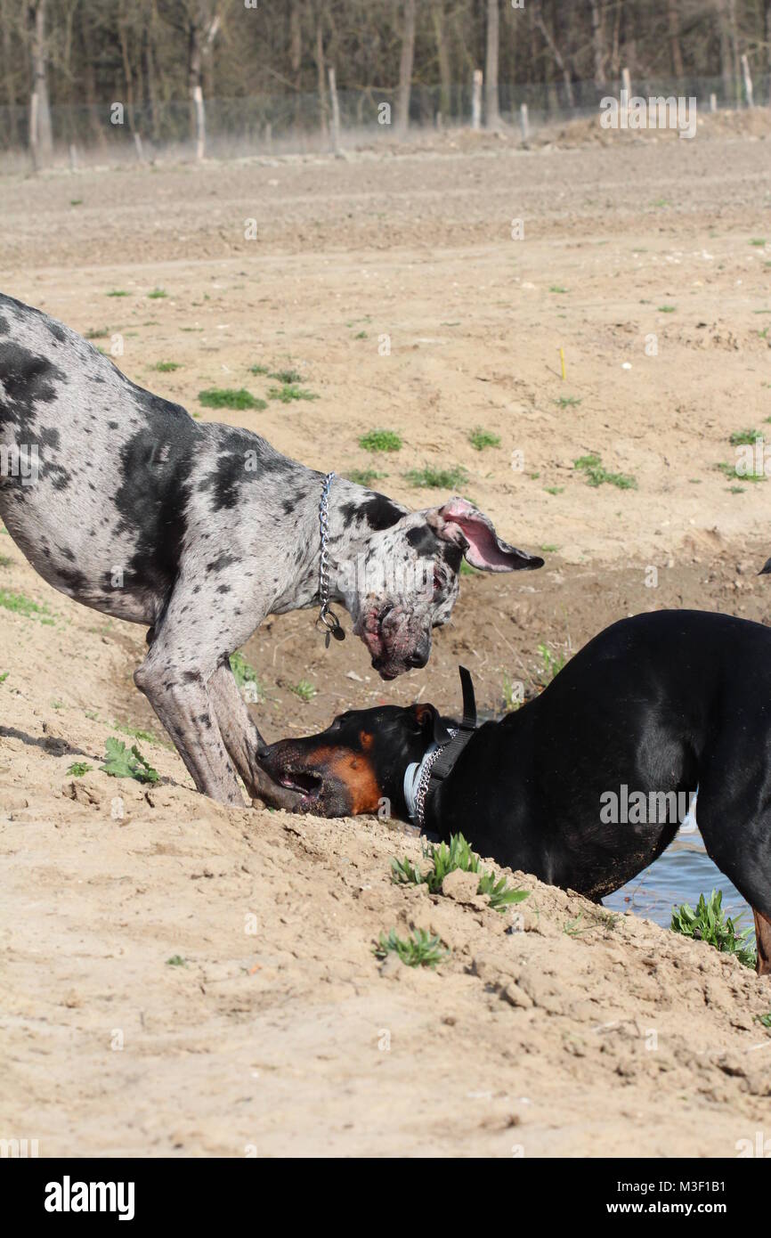 Zwei Hunde (Dobermann und Dogge) Spielen/beißen Stockfoto