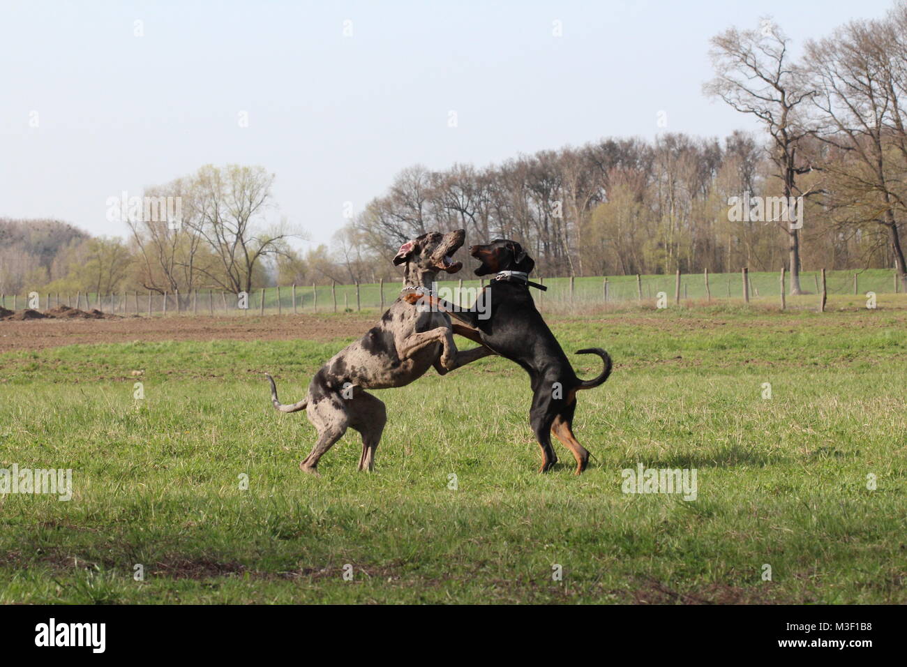 Great Dane Dog Jumping Stockfotos Und Bilder Kaufen Alamy