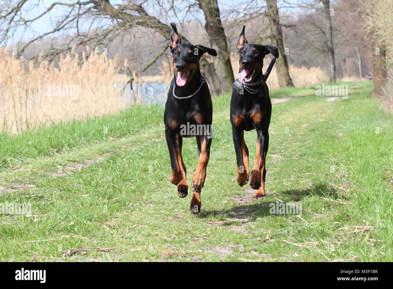 Zwei Hunde Dobermann läuft Stockfoto