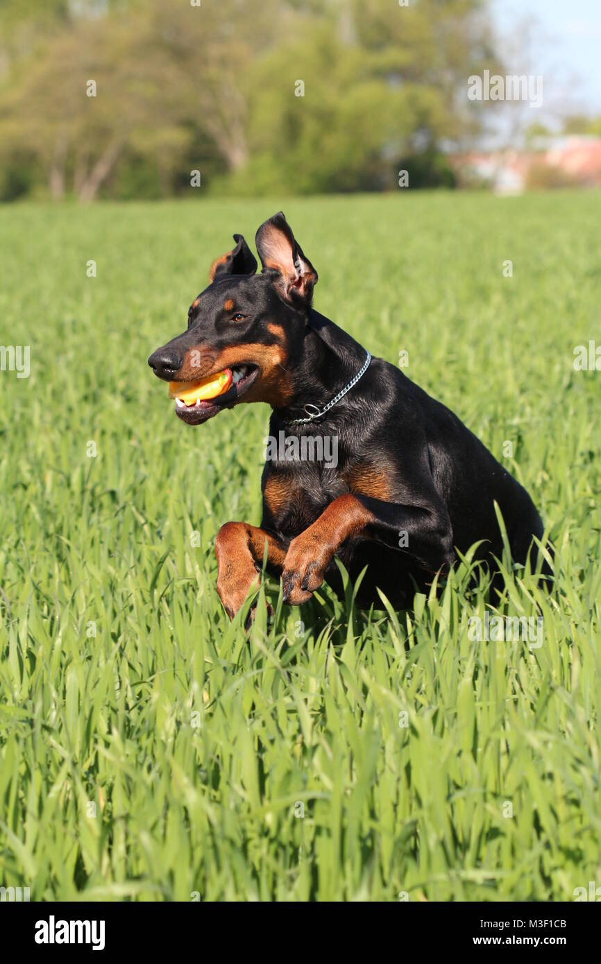 Hund Dobermann springen mit einer Kugel Stockfoto