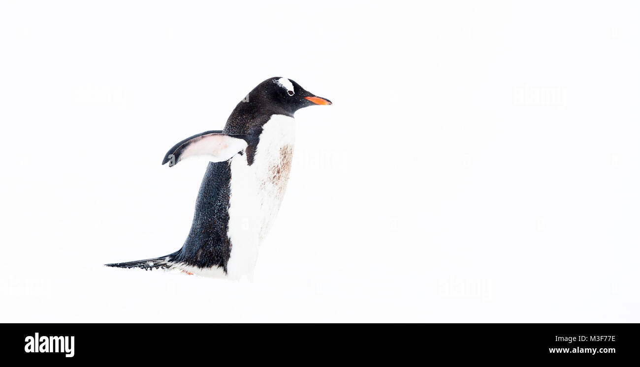 Ein einsamer Gentoo Pinguin mit ausgestreckten flossen Wandern in der Antarktis. Stockfoto