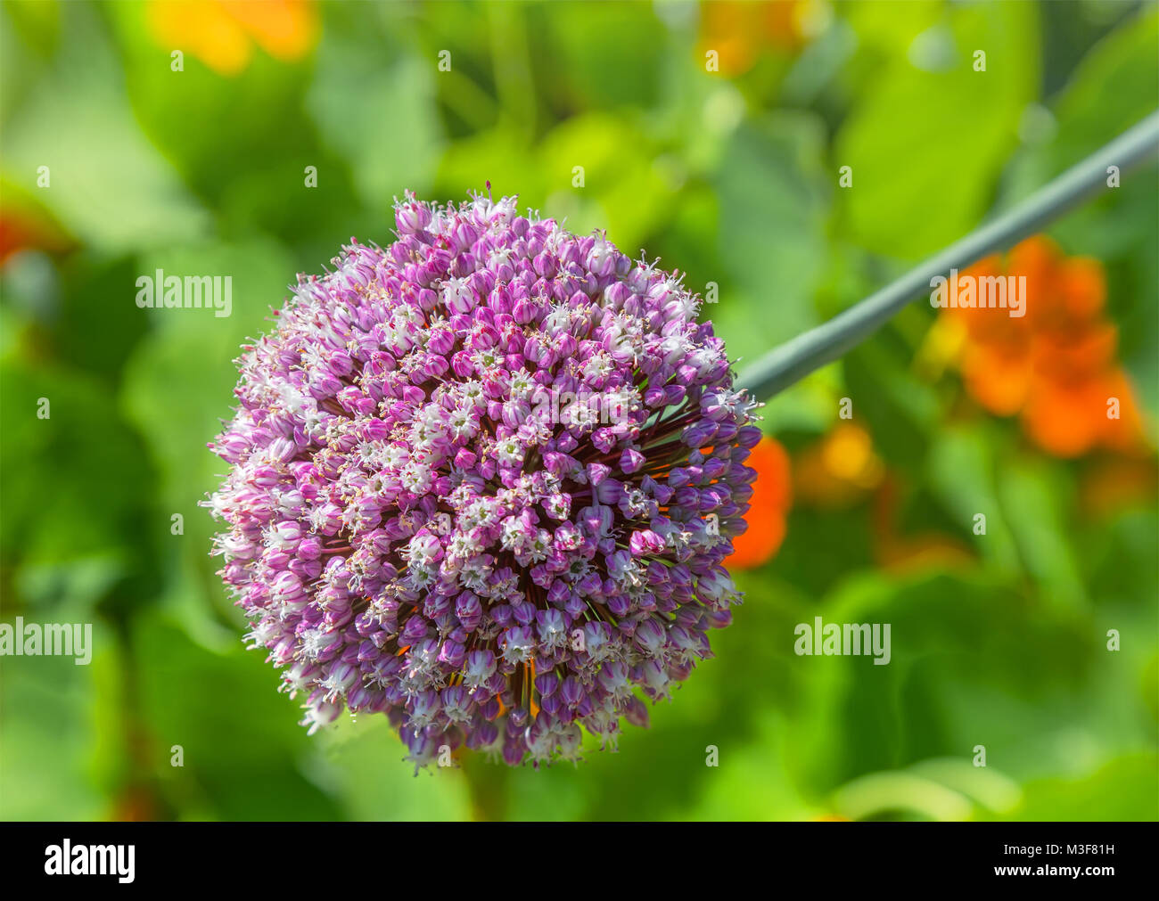 Allium Globemaster Blume im Sonnenlicht. Stockfoto