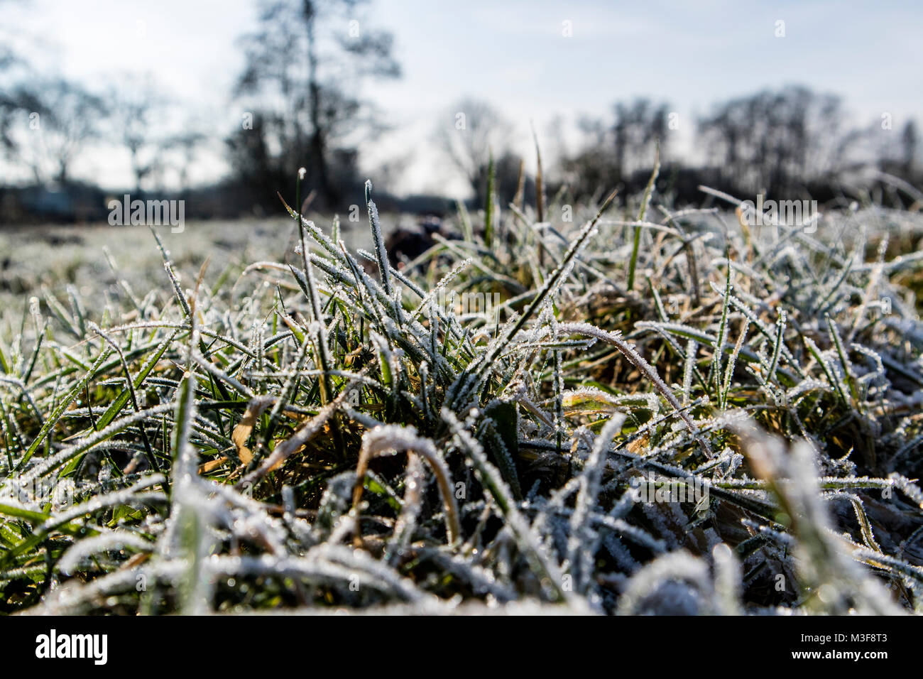 Gräser mit Raureif an der Hamme in Worpswede Stockfoto
