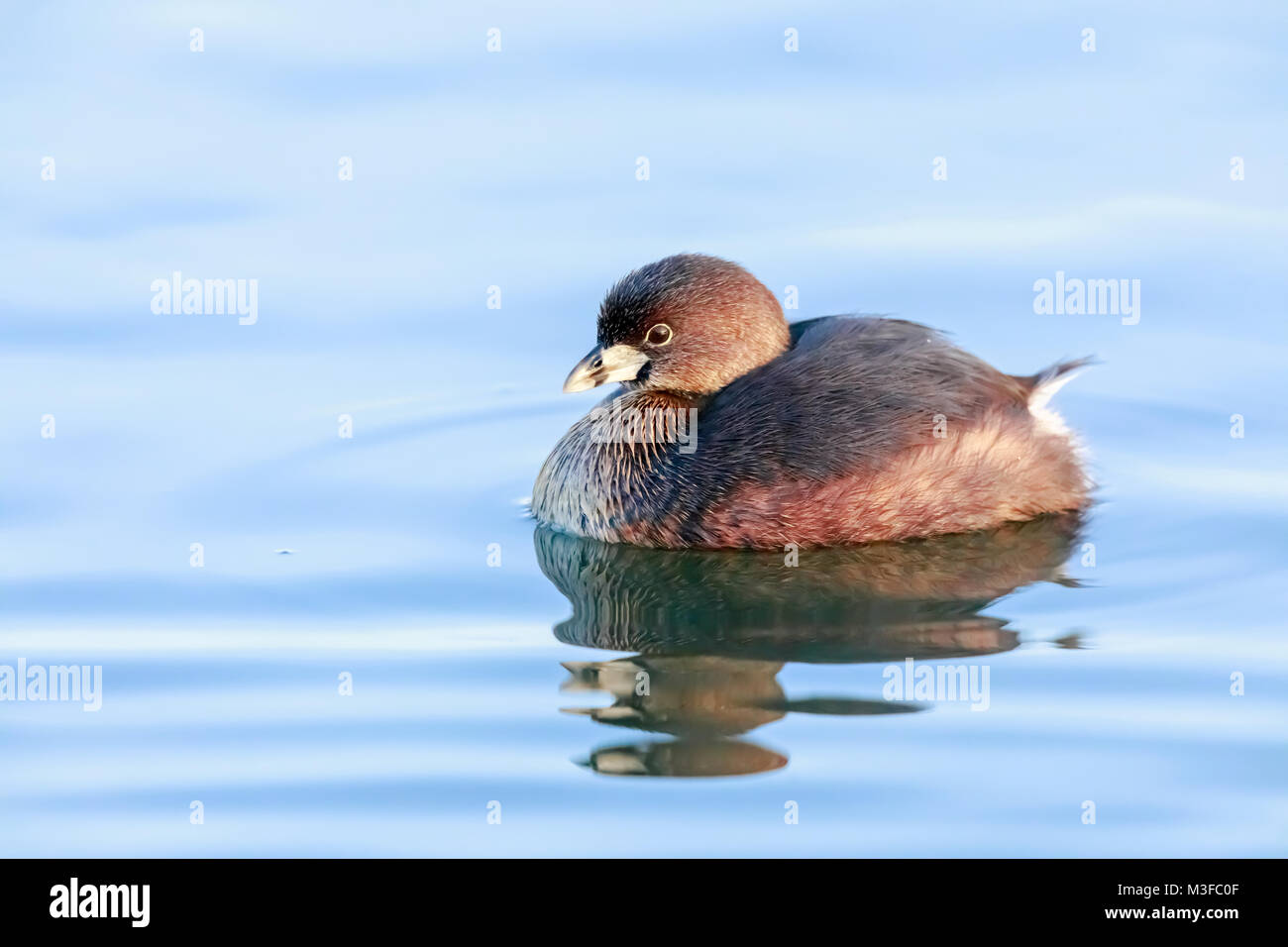 Pied-grebe (Podilymbus podiceps) Schwimmen in Rechnung gestellt. Stockfoto