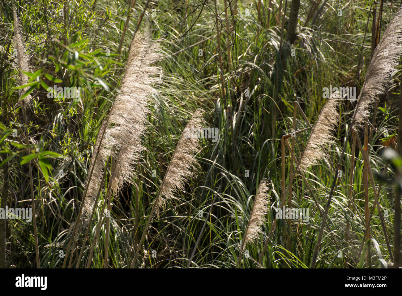 Pampas Gras (cortaderia selloana) in Buenos Aires Costanera Sur Ecological Reserve, Argentinien Stockfoto