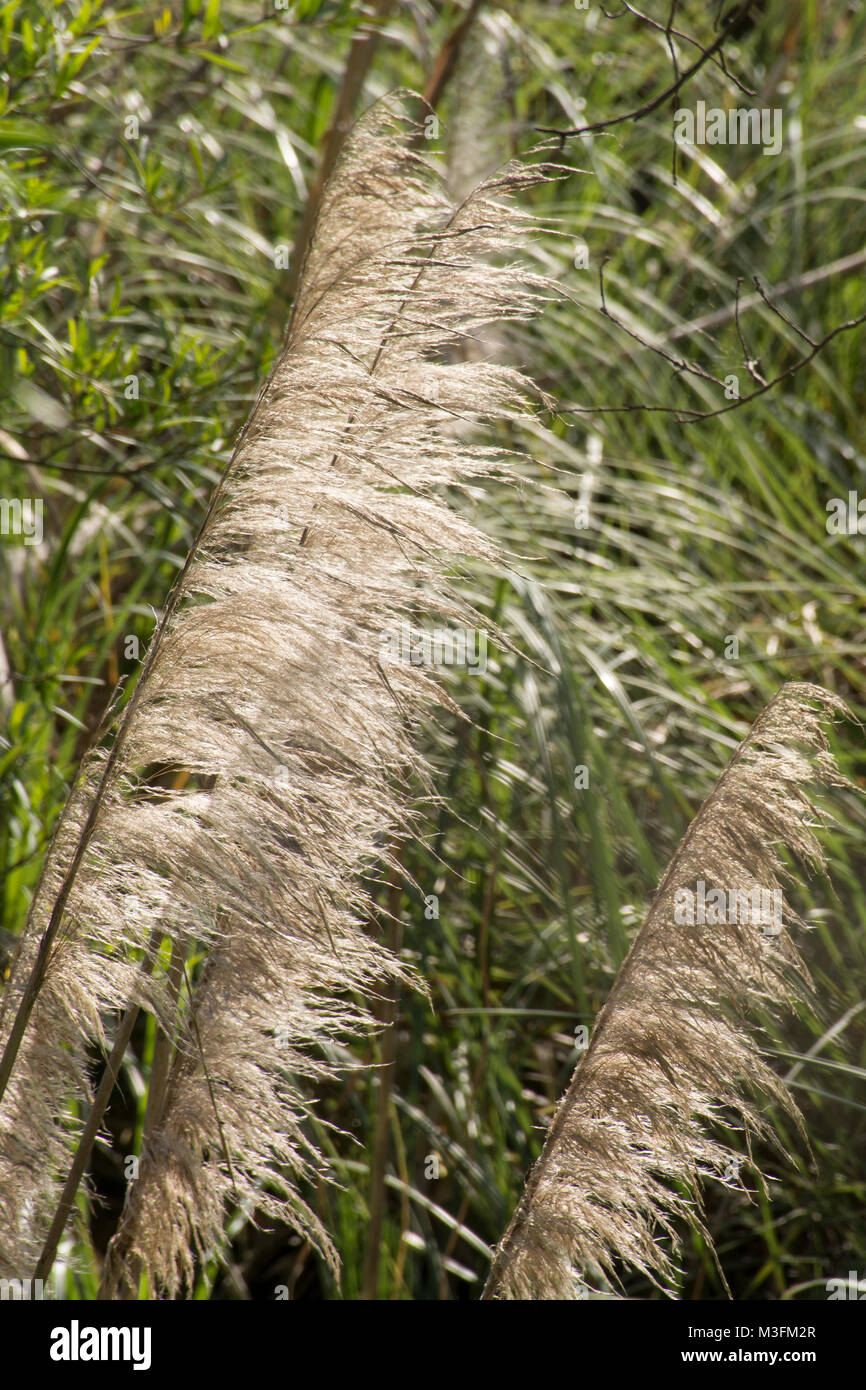 Pampas Gras (cortaderia selloana) in Buenos Aires Costanera Sur Ecological Reserve, Argentinien Stockfoto