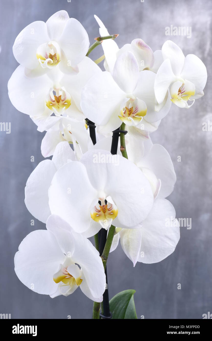 Weiße Orchidee Blume Stockfoto