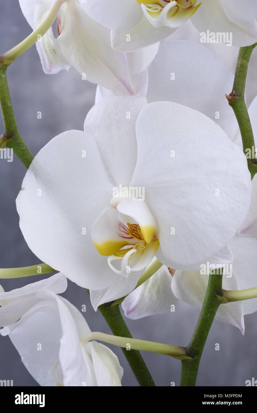 Weiße Orchidee Blume Stockfoto