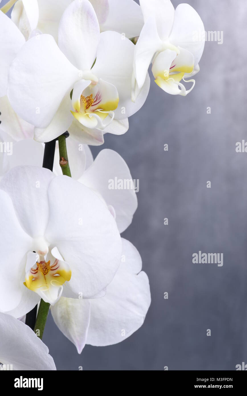 Weiße Orchidee Blume Stockfoto